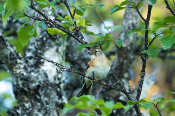 A female Brambling perched in a summery Riisitunturi National Park, Northern Finland