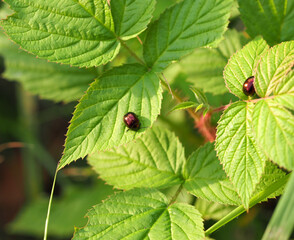 Małe brązowe żuki na liściach maliny