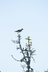 A small alert wader, Wood sandpiper standing on top of a tree in summery Riisitunturi National Park, Northern Finland.