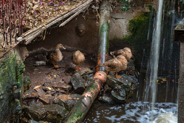Domestic  ducks sit in a pond in the lower yard in the Gardens Almona collection, in the rays of...