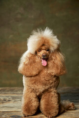 Portrait of cute, furry, purebred poodle posing, sitting and winking isolated over vintage green studio background. Concept of domestic animals, care, vet