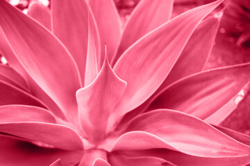 Fototapeta na wymiar Beautiful abstract succulent plant background toned in viva magenta,Color of the year 2023 .