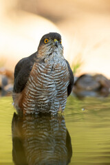 Adult male of Eurasian sparrow hawk at a natural water point within a Mediterranean forest with the first light of a late autumn day