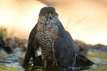 Adult male of Eurasian sparrowhawk kissing and drinking at a naturan water point within a Mediterranean forest with the last light of an autumn day