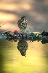 Fototapeta na wymiar Song thrush drinking at a natural water point within a Mediterranean forest with the last lights of an autumn day
