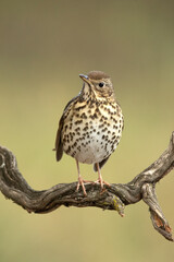 Song thrush on a branch within an oak and pine forest with the last light of an autumn day