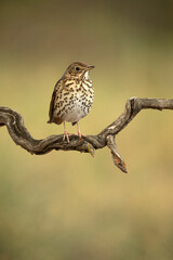 Song thrush on a perch within an oak and pine forest at first light on a cold late autumn day