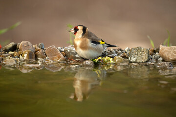 European goldfinch at a water point within an oak and pine forest with the last light of an autumn day