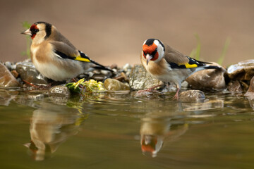 European goldfinch at a water point within an oak and pine forest with the last light of an autumn day