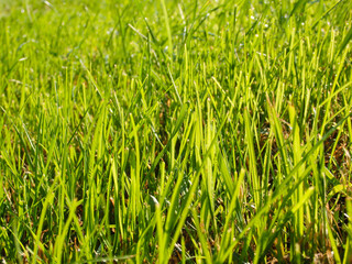 Fresh summer grass with water drops. Close up of dew drops on lush blades of grass. Juicy lush green grass on meadow with drops of water dew in morning light