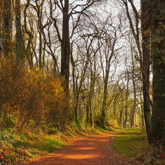 Fototapeta premium Serene forest path with dappled sunlight and fallen leaves
