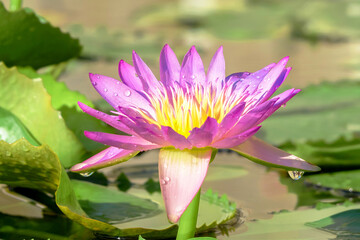 Pink purple lotus flowers in a beautiful fish pond.