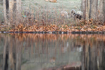 A flock of sheep by the pool. Lake reflections.