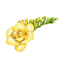 Yellow freesia flower watercolor illustration. Hand drawn spring garden tender blossom. Beautiful freesia single close up element. - obrazy, fototapety, plakaty