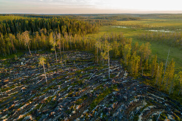 An aerial of clear-cut area and bog in Northern Finland during a summer evening	