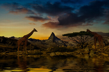 Giraffes stand in front of the Matterhorn