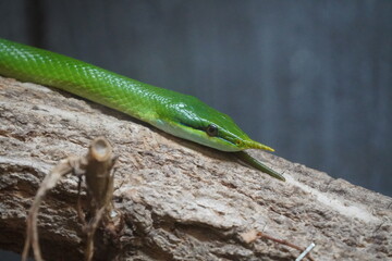 Rhinoceros rat snake 
