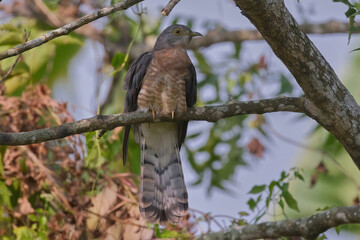 common hawk-cuckoo