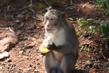 wilde Berberaffen im Norden Thailands