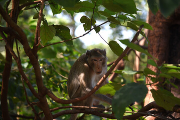 wilde Berberaffen im Norden Thailands