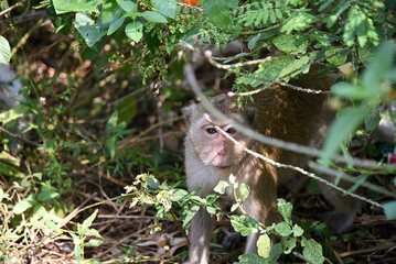 wilde Berberaffen im Norden Thailands