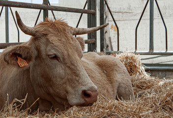 vaca animal pirineo raza vacuna españa