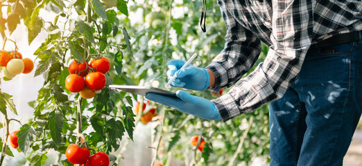 Fototapeta premium Agriculture uses production control tablets to monitor quality vegetables and tomato at greenhouse. Smart farmer using a technology