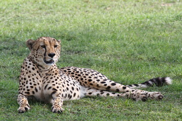 Closeup of a male cheetah resting on green grass under the shadow of a tree