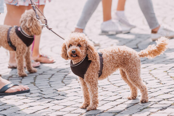 Two adorable dogs poodle pets on a walk on the pavement in the city