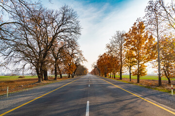 Empty asphalt road with autumn yellow trees