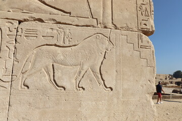 Lion carved on walls of Karnak temple in Luxor 