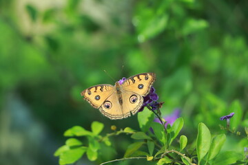 Obraz premium A beautiful orange color butterfly on a leaf