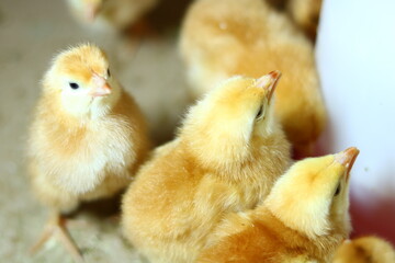 baby chicken on a white background
