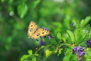 Closed up Butterfly on flower -Blur flower background.