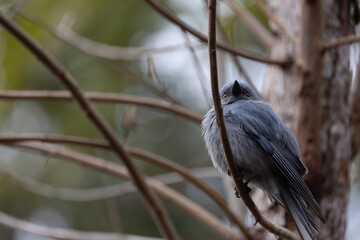 Ashy Drongo (Dicrurus leucophaeus) on the branch of the tree.