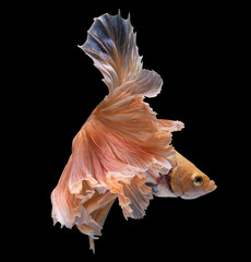 Beautiful movement of yellow betta fish, Siamese fighting fish, Betta splendens isolated on black background. Studio shot.