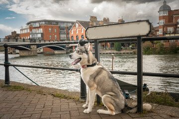 Siberian Husky sat by the river with blank whitespace name plate