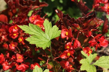 red and green leaves