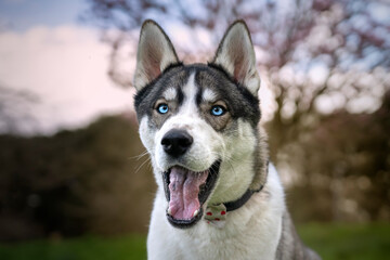 Siberian Husky headshot with blue eyes with spring blossom with mouth wide open