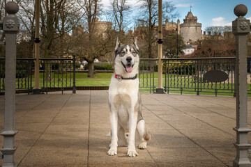 Siberian Husky with blue eyes sat looking directly at the camera in Windsor - Powered by Adobe