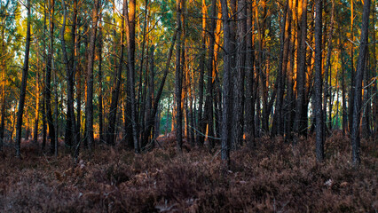 Forêt de pins des Landes de Gascogne, pendant le coucher du soleil