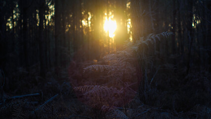 Forêt de pins des Landes de Gascogne, pendant le coucher du soleil