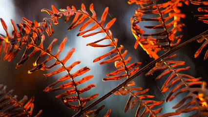 Fougères illuminées par le soleil couchant, leur conférant une teinte orangée
