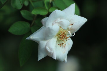 Obraz premium White rose flower with green leaves in the garden