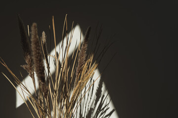 Aesthetic dried pampas grass, reeds in sunlight shadows on neutral beige wall. Minimalist Parisian...