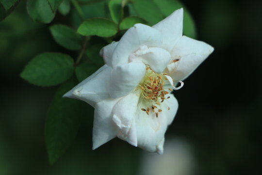 White rose flower with green leaves in the garden