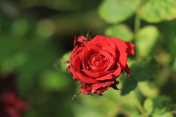 Red rose as a natural and holidays background