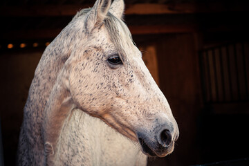 Portrait of a white haired head in stable