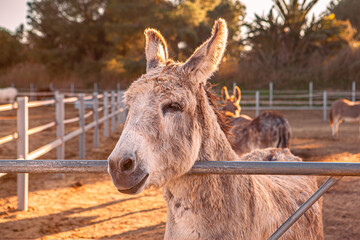 Funny portrait of a curious donkey in a rural farm