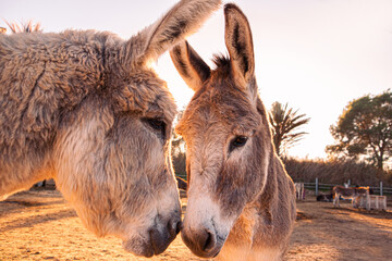 couple of donkeys in freedom at sunset. Rural traditional farm